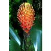 Guzmania conifera