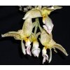 Stanhopea wardii