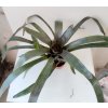 Neoregelia 'Hades' (velká rostlina)