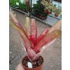 Neoregelia 'Rio Grande'