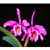 Cattleya maxima