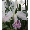 Cattleya maxima v. semi-alba
