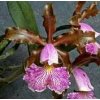 Cattleya schilleriana