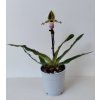 Paphiopedilum 'Pinocchio' (kvetoucí)
