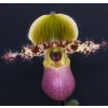 Paphiopedilum 'Pinocchio' (nakvétající)