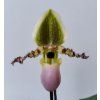 Paphiopedilum 'Pinocchio' (kvetoucí)
