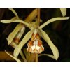 Coelogyne pulverula