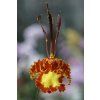 Psychopsis kramerianum