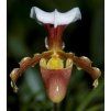 Paphiopedilum coccineum (2 růžice)