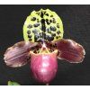 Paphiopedilum henryanum