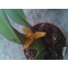 Maxillaria discolor