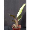 Maxillaria discolor