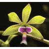 Encyclia mooreana