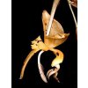 Stanhopea jenischiana (větší trs)