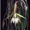 Epidendrum parkinsonianum