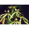 Encyclia cochleata