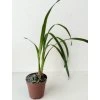 Cymbidium erythrostylum