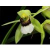 Coelogyne marmorata