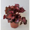 Begonia rex 'Inca Night'