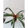 Neoregelia camoreiana