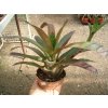 Neoregelia camoreiana