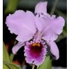 Cattleya percivaliana