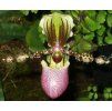 Paphiopedilum chamberlainianum