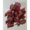 Begonia rex 'Inca Night'