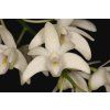 Dendrobium delicatum