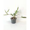 Dendrobium delicatum