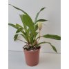 Cochleanthes discolor 'Kiss'
