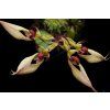 Bulbophyllum ornatissimum