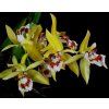 Coelogyne lentiginosa