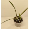Encyclia aromatica