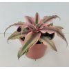 Cryptanthus bivittatus 'variegatus pink'