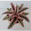 Cryptanthus bivittatus 'variegatus pink'
