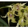 Dendrobium hodgkinsonii