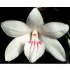 Dendrobium papilio 'large form'