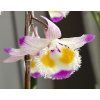 Dendrobium devonianum (Vietnam)