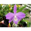 Laelia fidelensis
