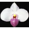 Paphiopedilum delenatii