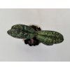 Paphiopedilum delenatii