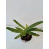 Paphiopedilum sulivongii (2 růžice)