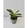 Paphiopedilum sulivongii (2 růžice)