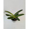 Paphiopedilum sulivongii (2 růžice)