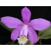 Cattleya loddigesii