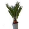 Cycas revoluta