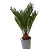 Cycas revoluta