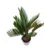 Cycas revoluta