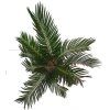 Cycas revoluta